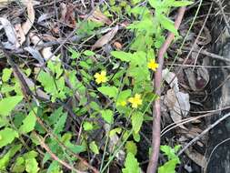 Image of Goodenia heterophylla subsp. teucriifolia (F. Müll.) R. Carolin