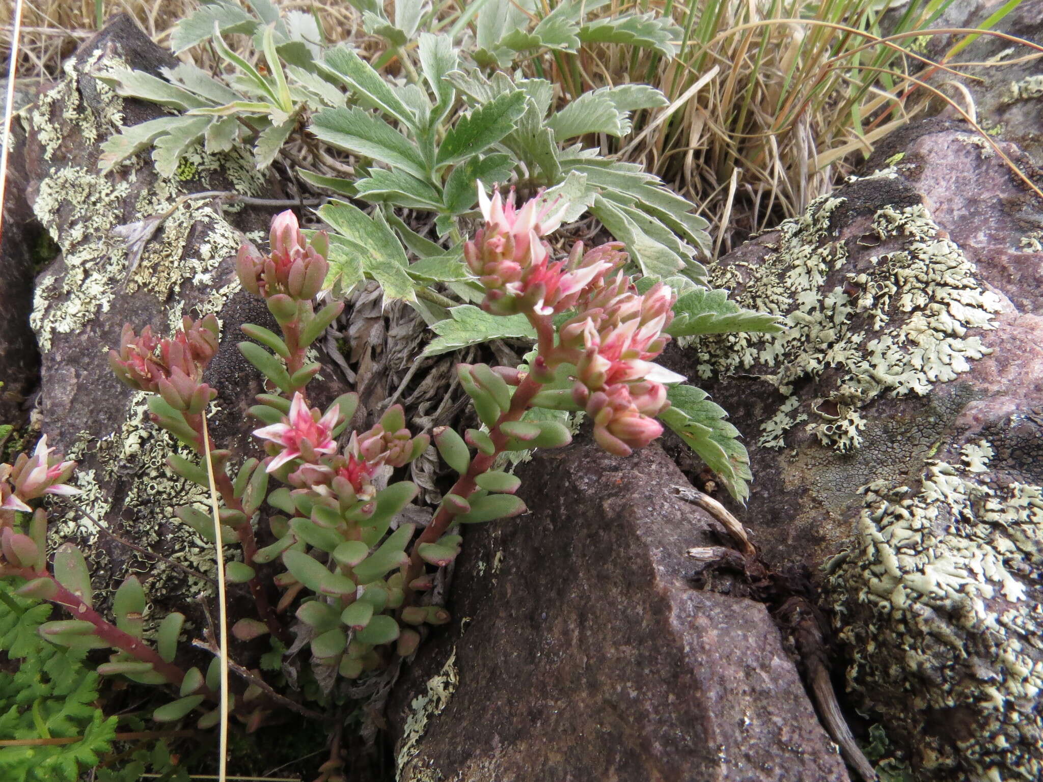 Sedum cockerellii Britton resmi