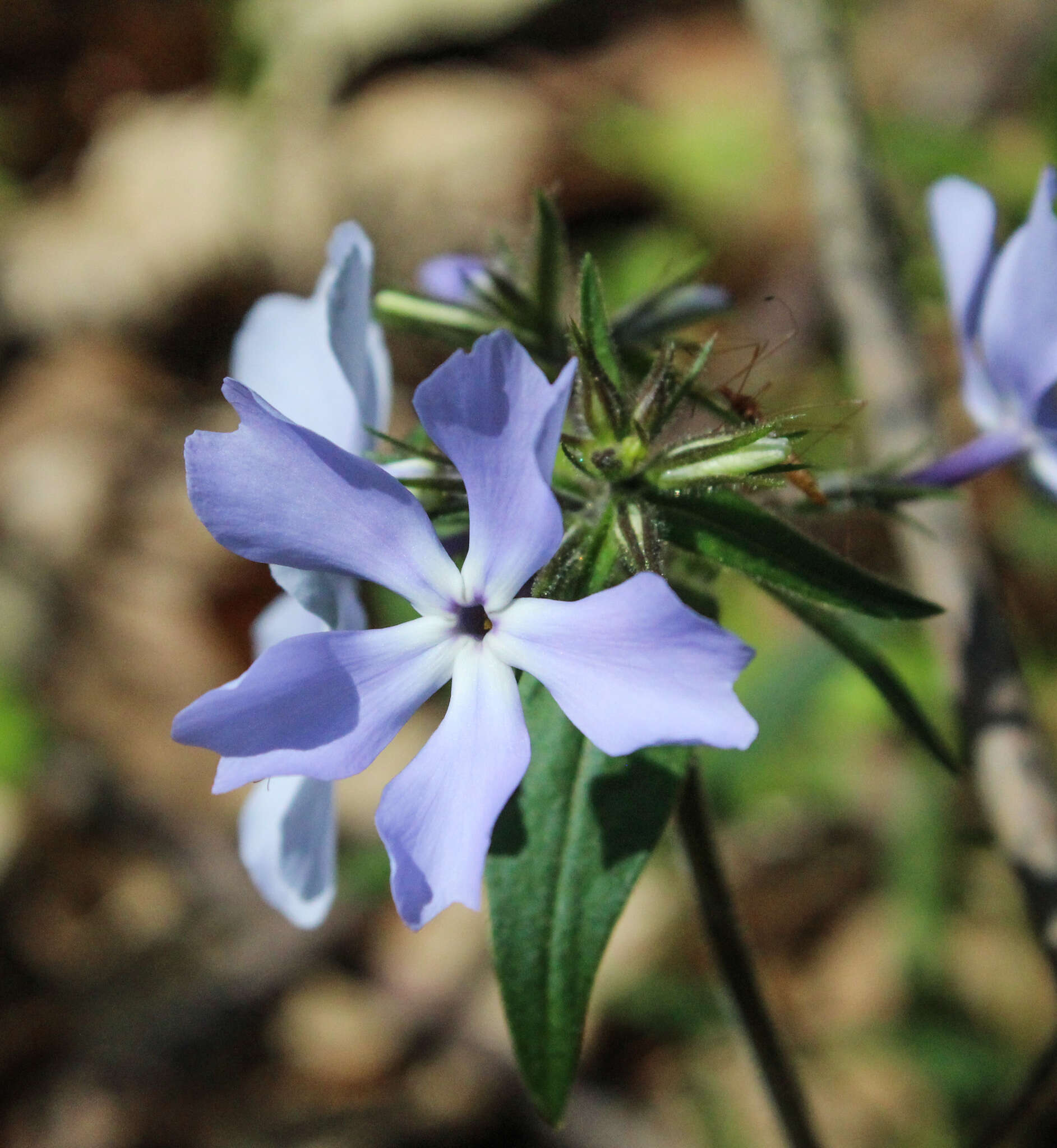 Image of wild blue phlox