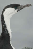 Image of Black-faced Cormorant
