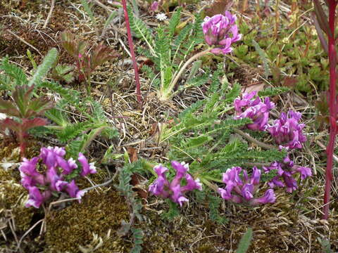 Image of <i>Oxytropis borealis</i> var. <i>hudsonica</i>