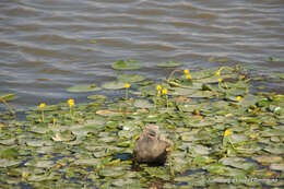 Image of Nymphoides fallax Ornduff