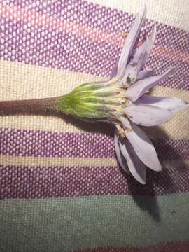 Image of Afroaster hispida (Thunb.) J. C. Manning & Goldblatt