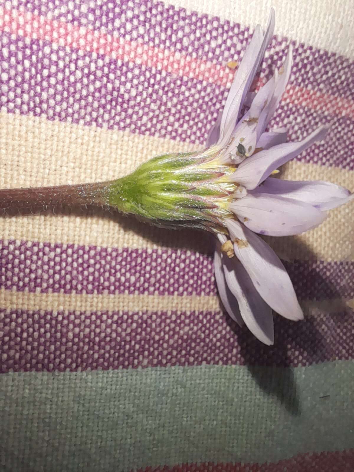 Plancia ëd Afroaster hispida (Thunb.) J. C. Manning & Goldblatt