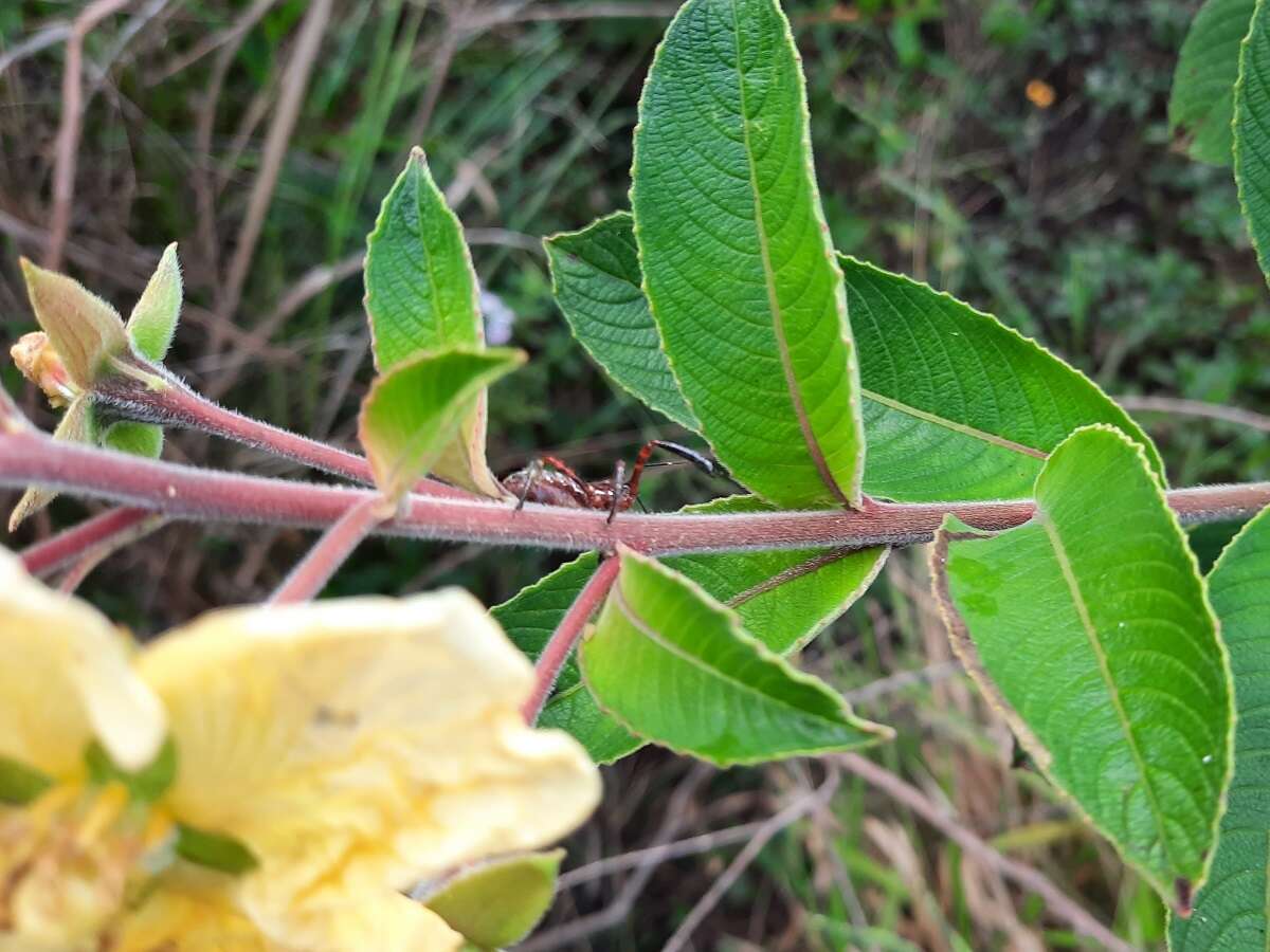 صورة Ludwigia tomentosa (Cambess.) Hara