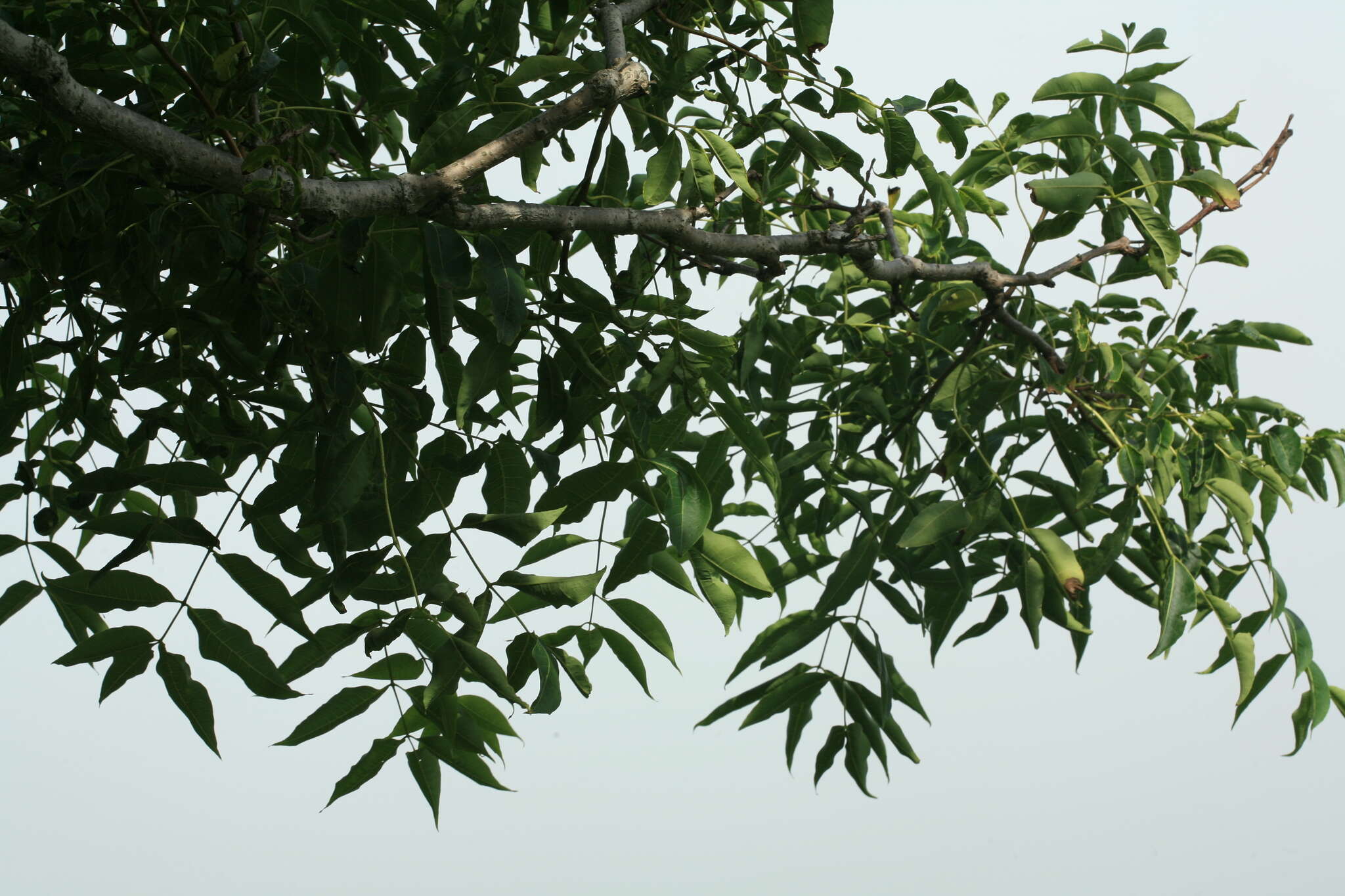 Image of Sakhalin corktree