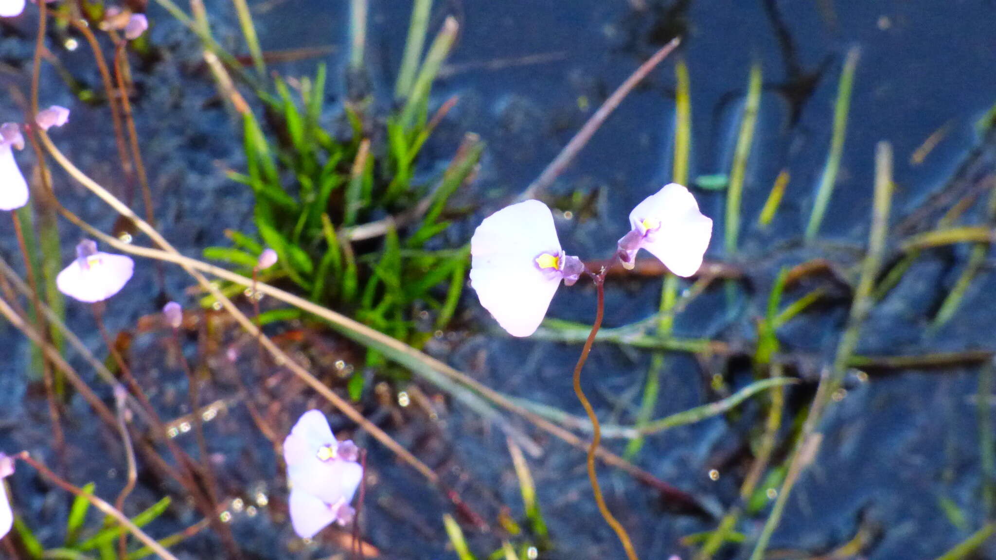 Image de Utricularia barkeri R. W. Jobson