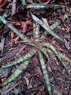 Image of Aloe ankaranensis Rauh & Mangelsdorff