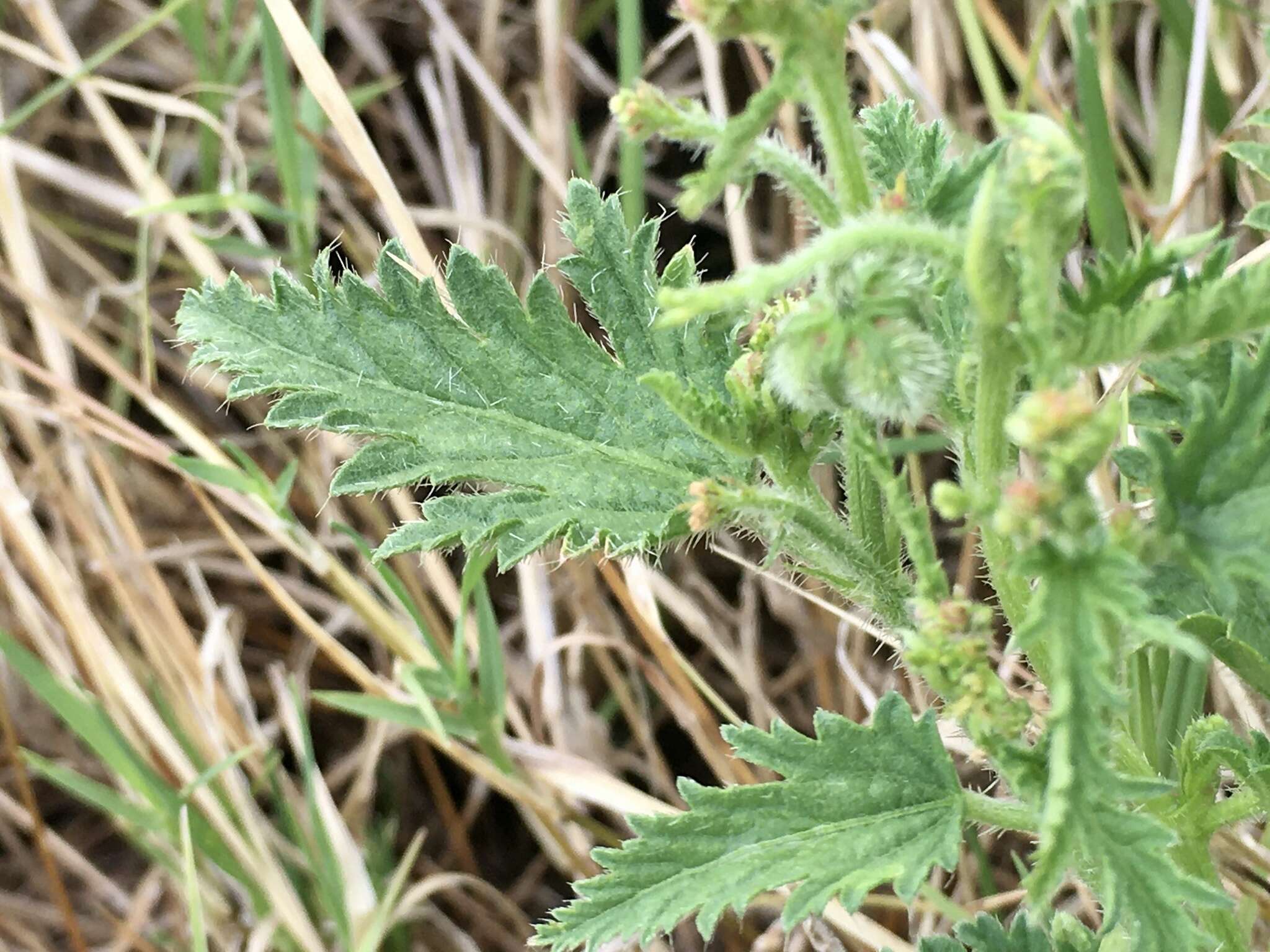 Image of Tragia geraniifolia Klotzsch ex Müll. Arg.