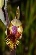 Image of Pale beard orchid