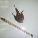 Image of Rounded batfish