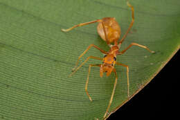 Image of Myrmaplata plataleoides (O. Pickard-Cambridge 1869)