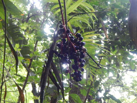 Imagem de Chamaedorea woodsoniana L. H. Bailey