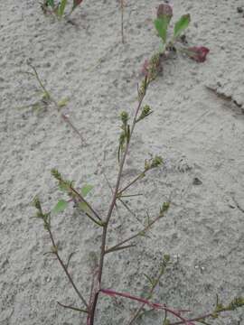 Image of Hyssop-Leaf Bugseed