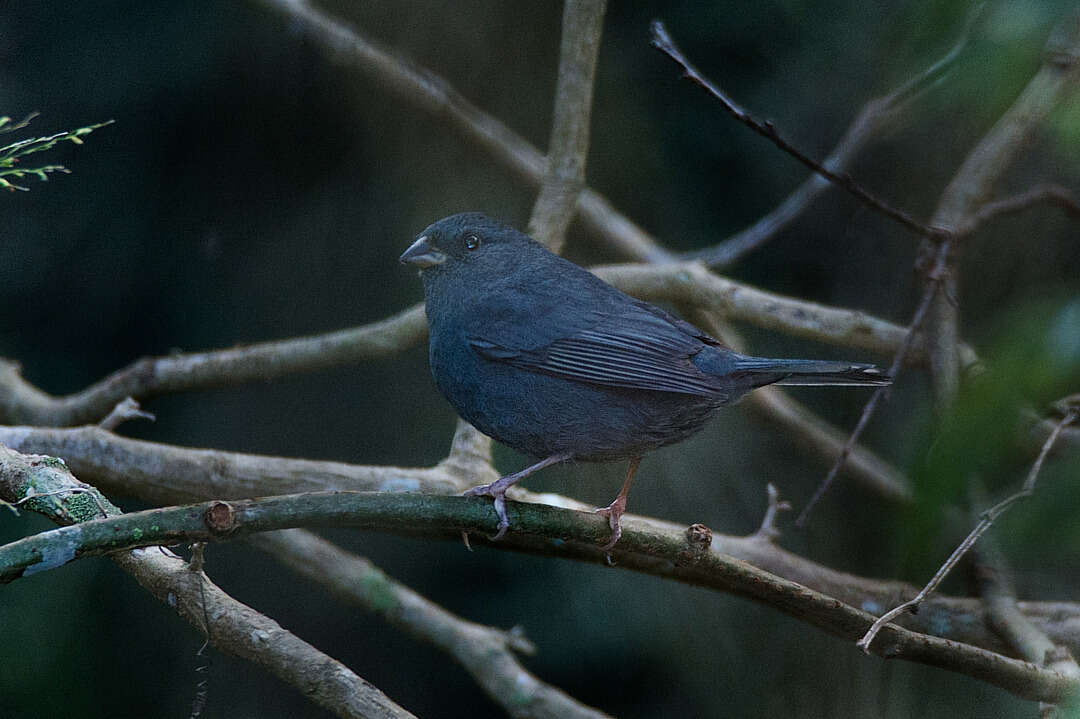 Image of Uniform Finch