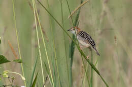 Image of Stout Cisticola