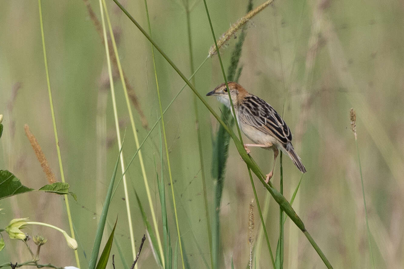 Image of Stout Cisticola