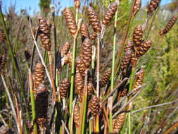 Nevillea obtusissimus (Steud.) H. P. Linder的圖片