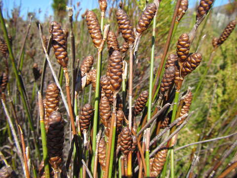 Nevillea obtusissimus (Steud.) H. P. Linder的圖片