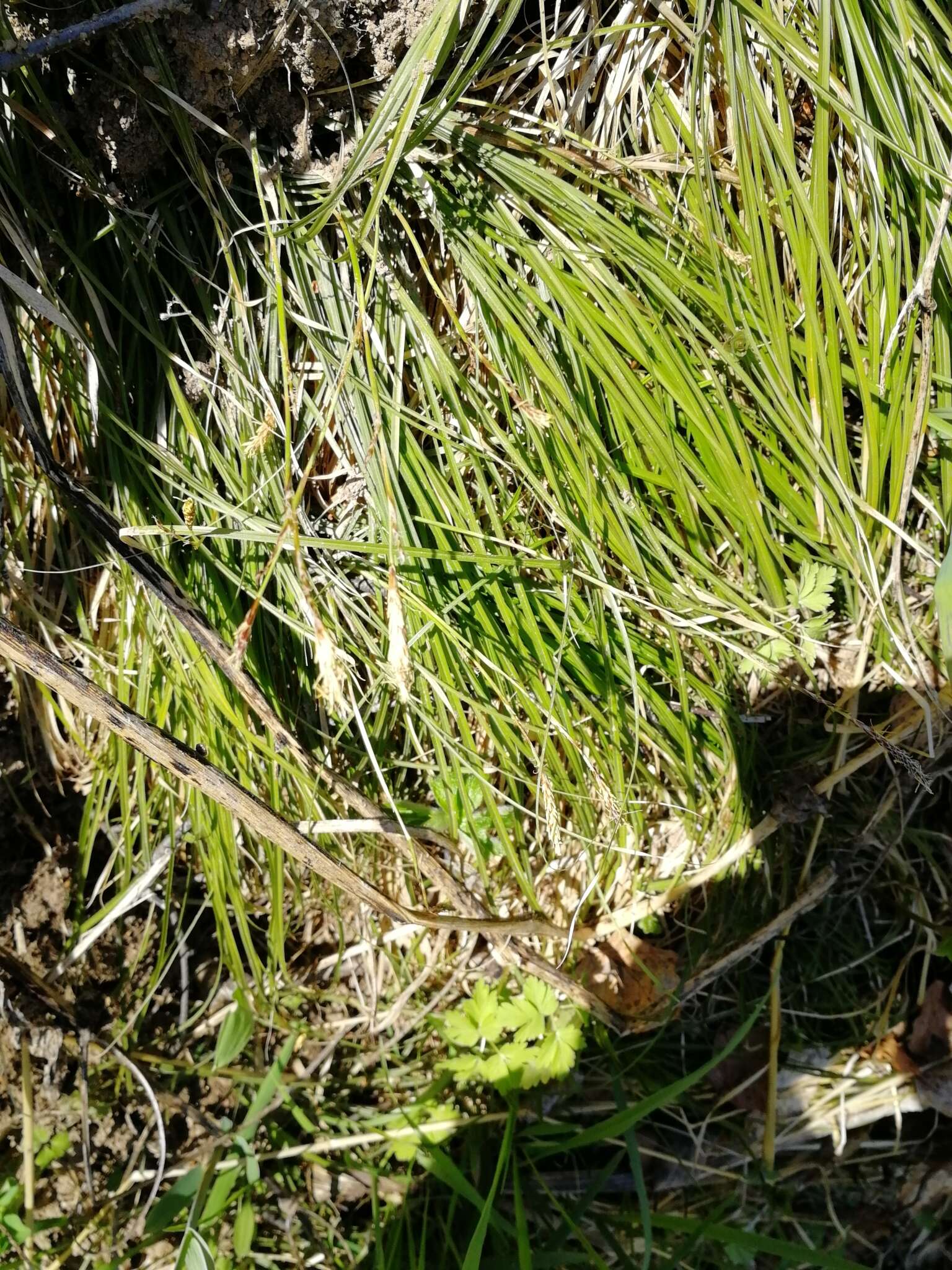 Image of Carex pediformis C. A. Mey.