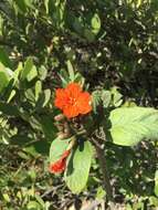 Image de Cordia sebestena L.