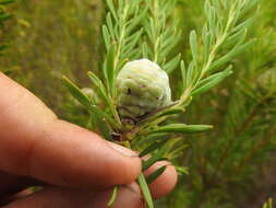 Plancia ëd Leucadendron linifolium (Jacq.) R. Br.