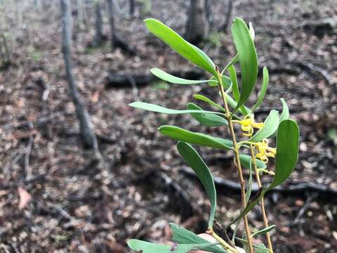 Image of Persoonia sericea A. Cunn. ex R. Br.