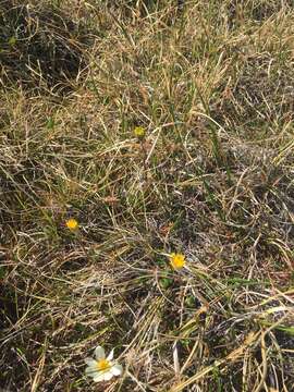 Image of Arctic Squaw-Weed