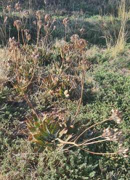 Aloe maculata subsp. maculata resmi