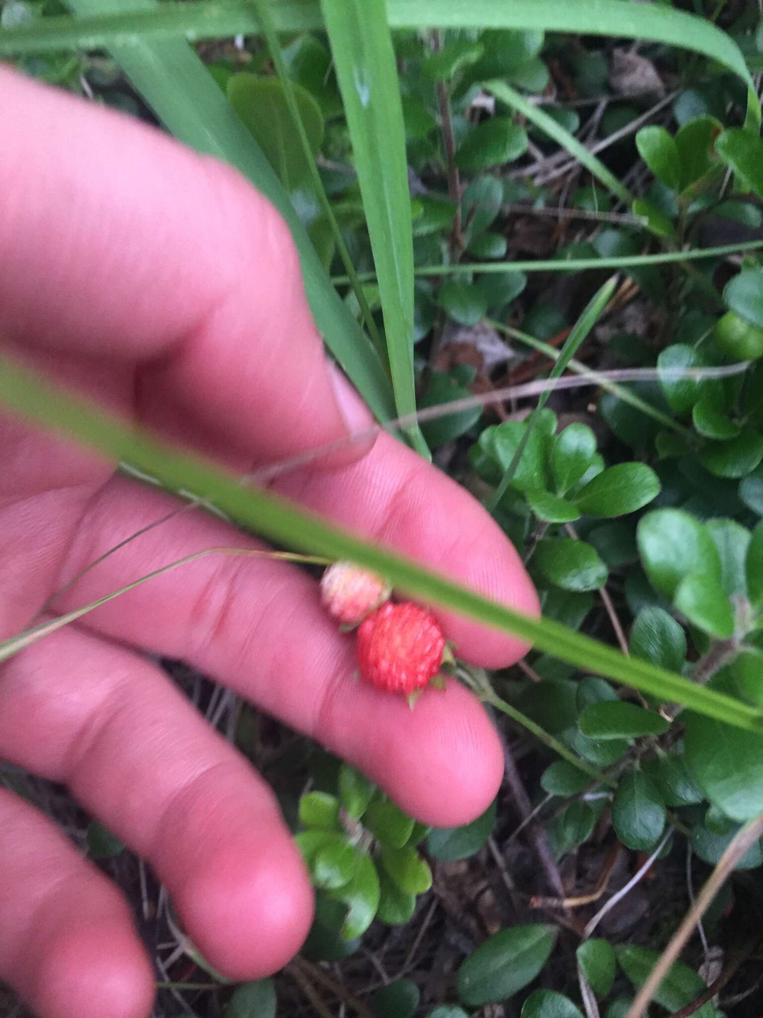 Image of Fragaria L.