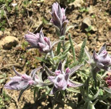 Image of splithair Indian paintbrush