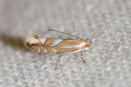 Image of Cherry Blotch Miner