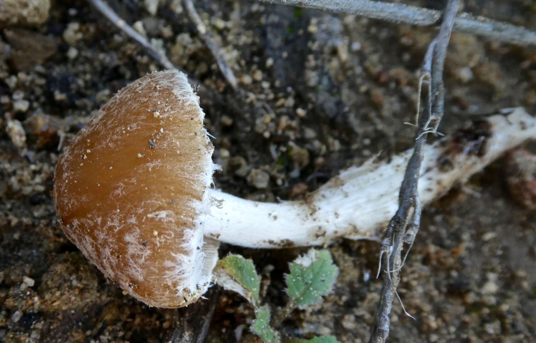 Image of Candolleomyces candolleanus (Fr.) D. Wächt. & A. Melzer