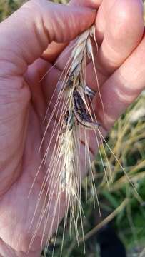 Image of Ergot