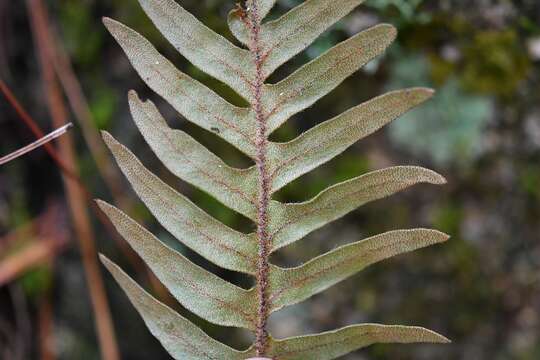 Image de Pleopeltis polypodioides (L.) E. G. Andrews & Windham