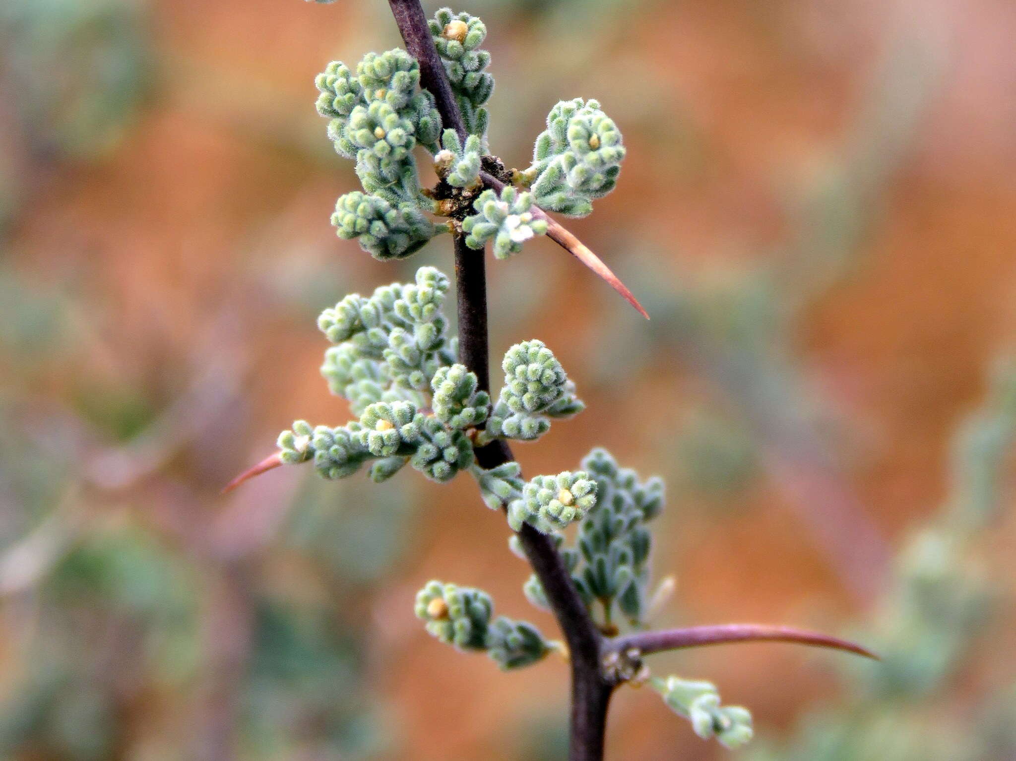 Image of Asparagus capensis var. capensis