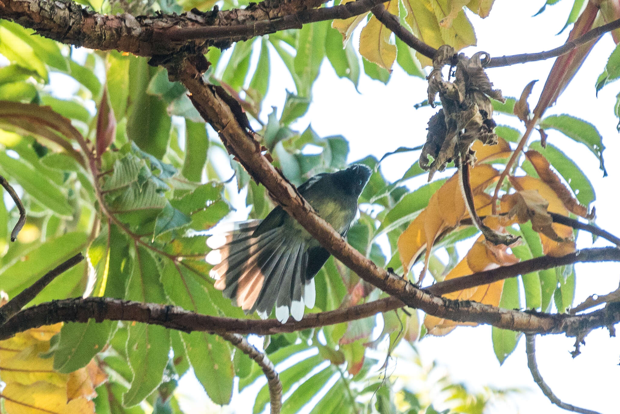 Image of White-tailed Crested Flycatcher