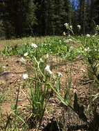 Hackelia californica (A. Gray) I. M. Johnst. resmi