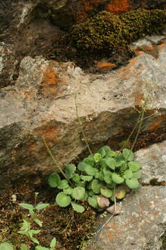 Image of Saxifraga hirsuta L.