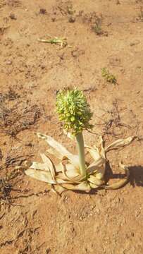 Image of Ornithogalum xanthochlorum Baker