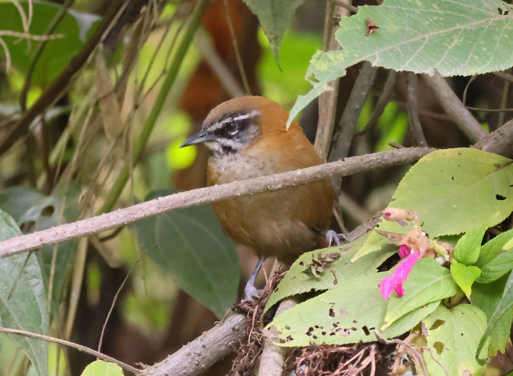 Image of Plain-tailed Wren