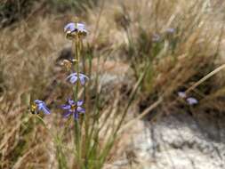 Image of Funeral Mountain blue-eyed grass