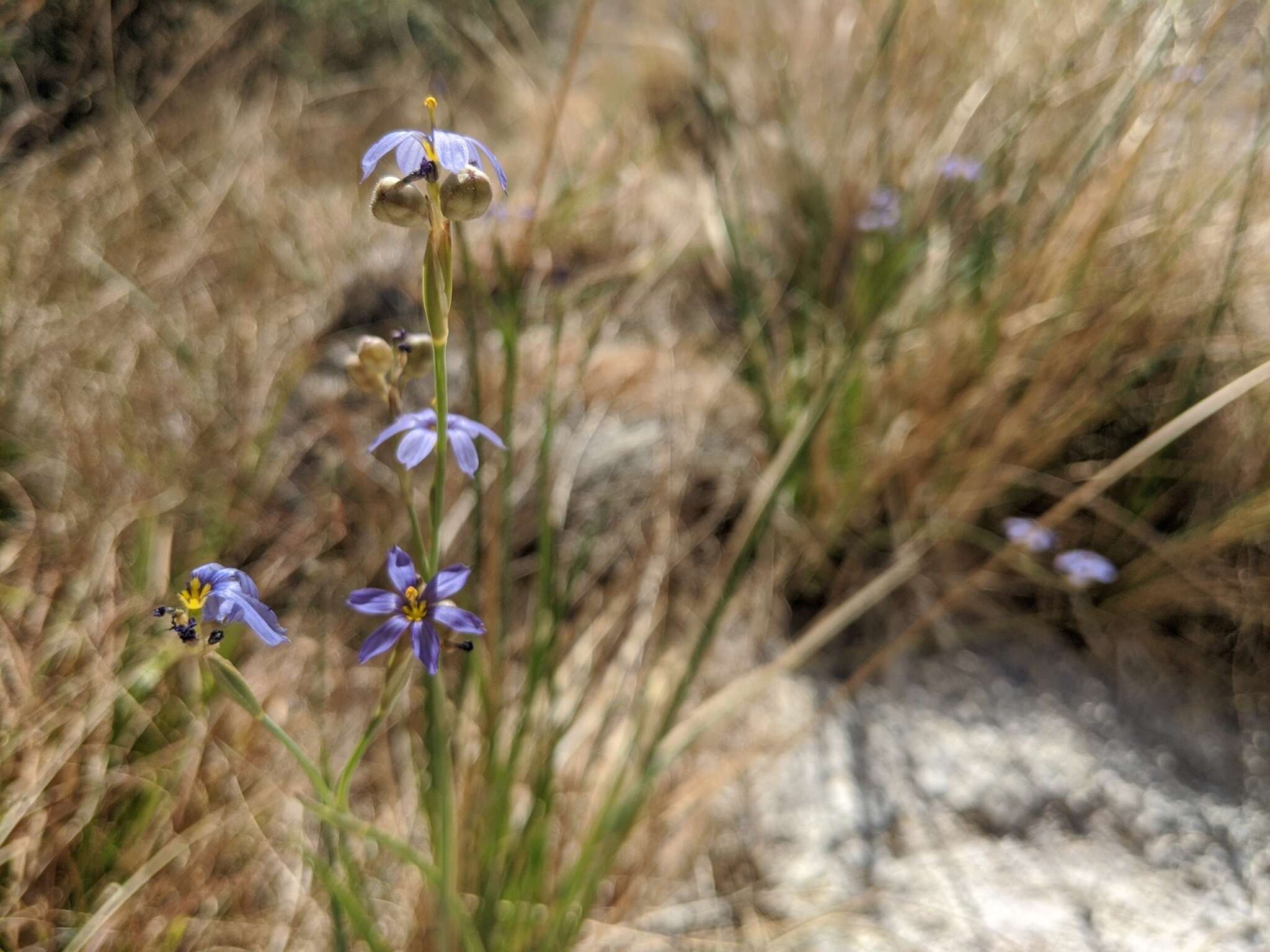 Image of Funeral Mountain blue-eyed grass