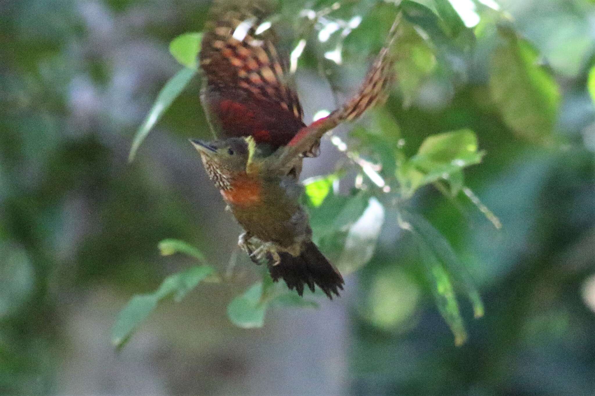 Image of Checker-throated Woodpecker