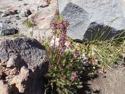 Imagem de <i>Pedicularis ornithorhynchos</i> Bentham