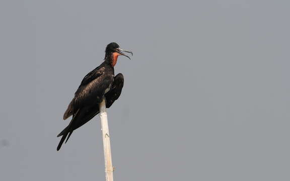 Image of Andrews' Frigatebird