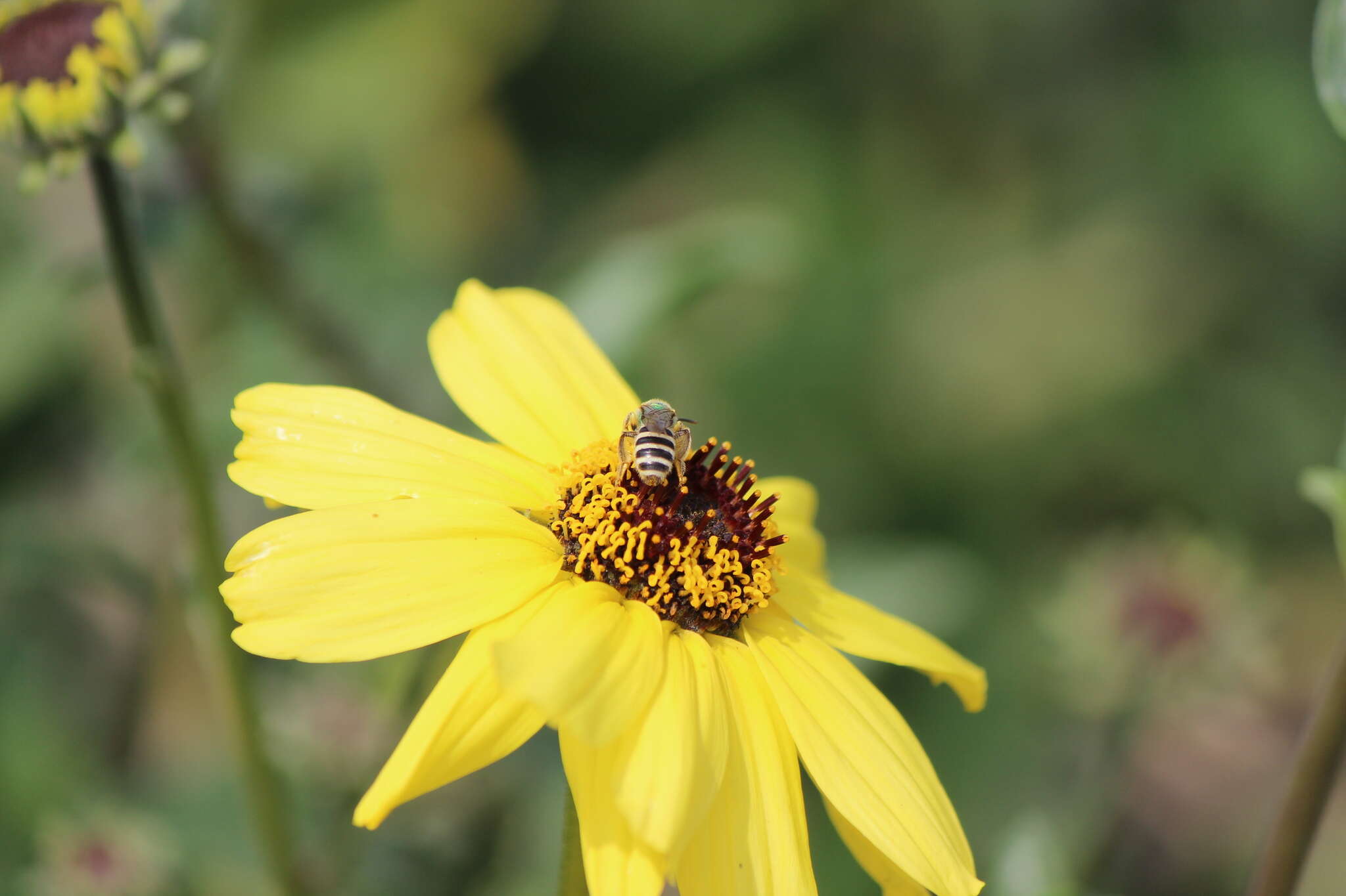 Слика од Agapostemon melliventris Cresson 1874