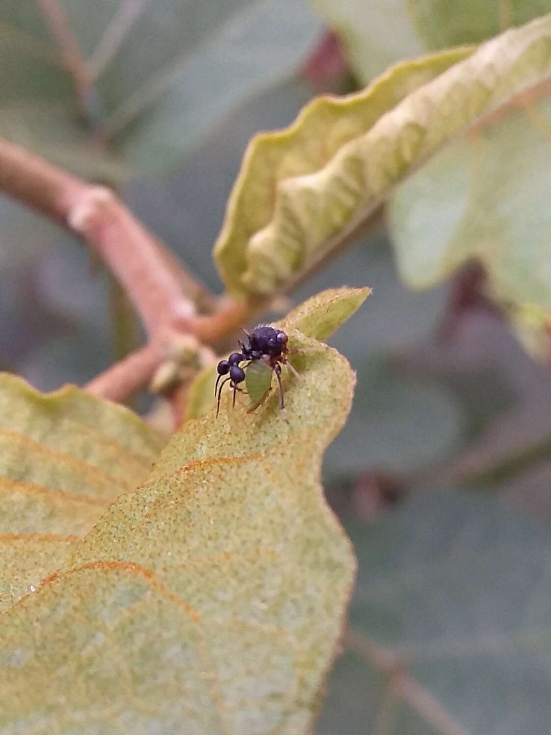 Image of Clubbed Treehopper