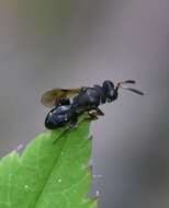 Image of Haltichella rufipes (Olivier 1791)