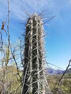 Image of Pachycereus hollianus (F. A. C. Weber) Buxb.